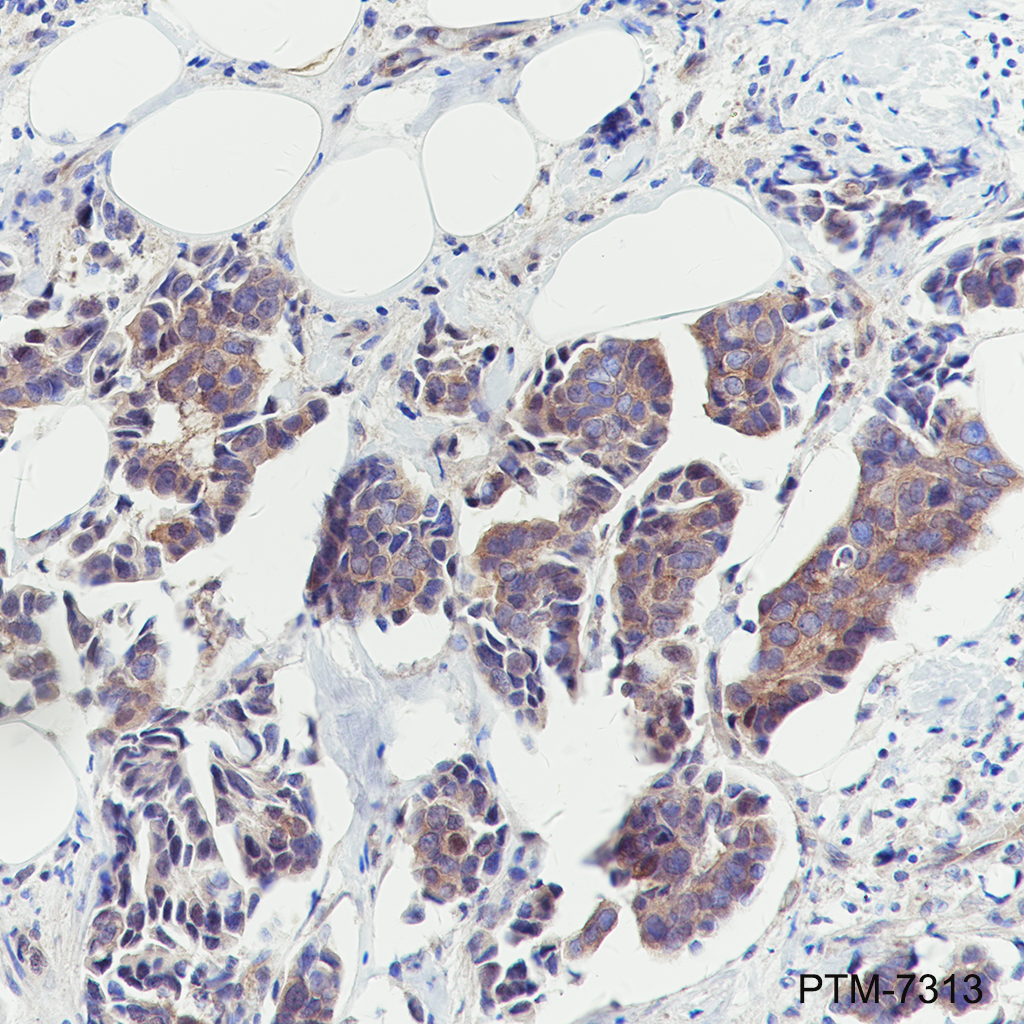 Anti-GSK3 beta Mouse mAb
