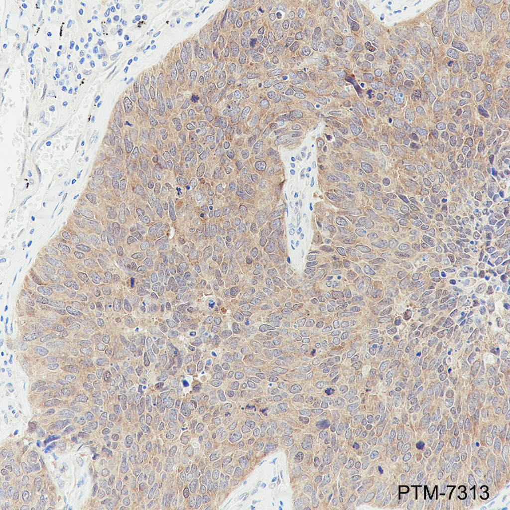 Anti-GSK3 beta Mouse mAb