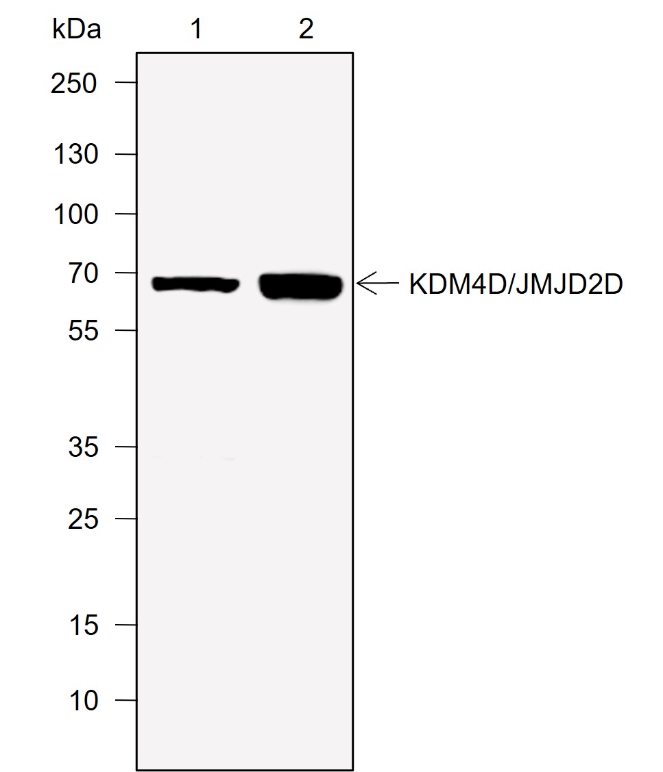 Anti-JMJD2D Rabbit mAb