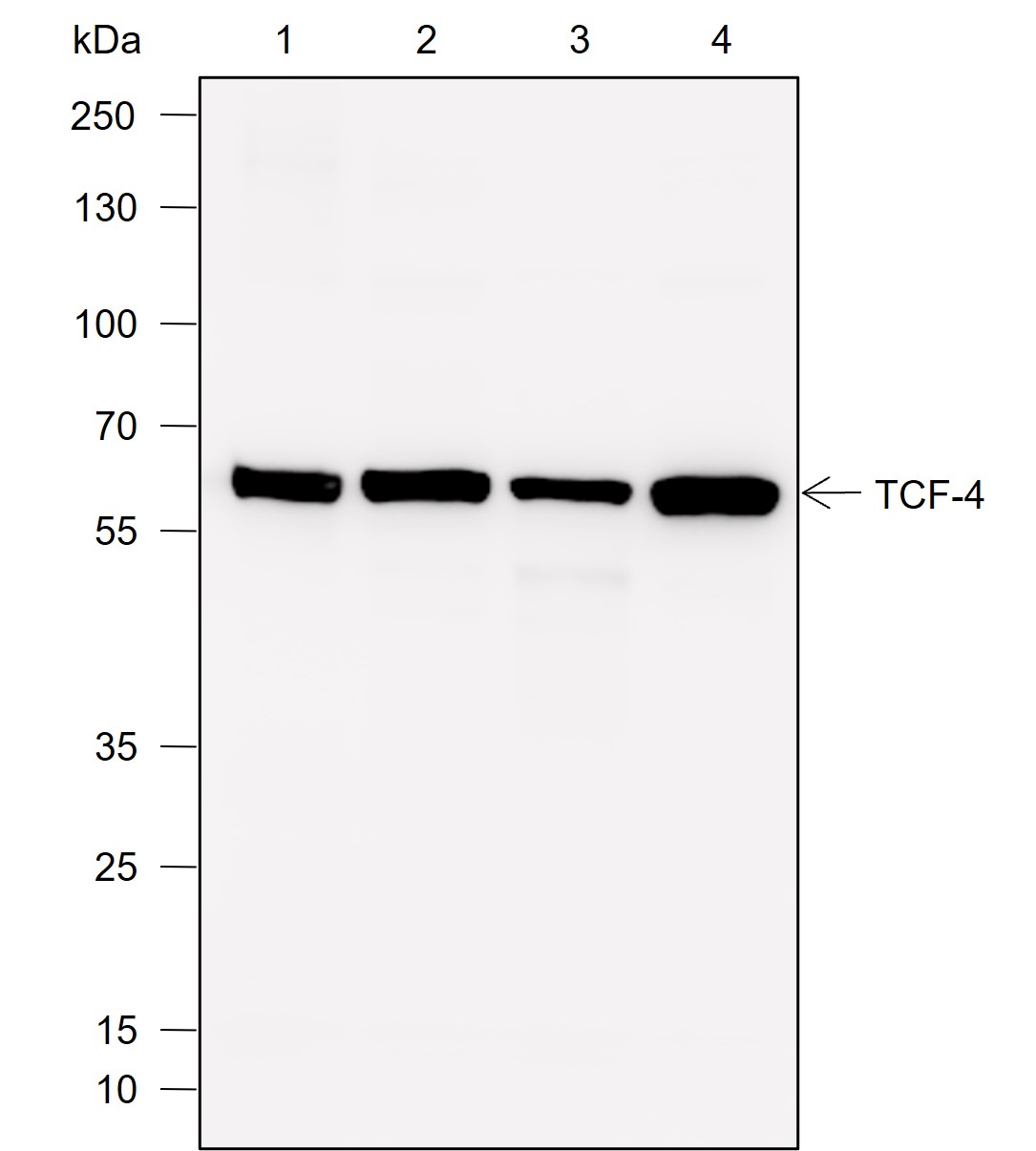 Anti-TCF4 Rabbit mAb