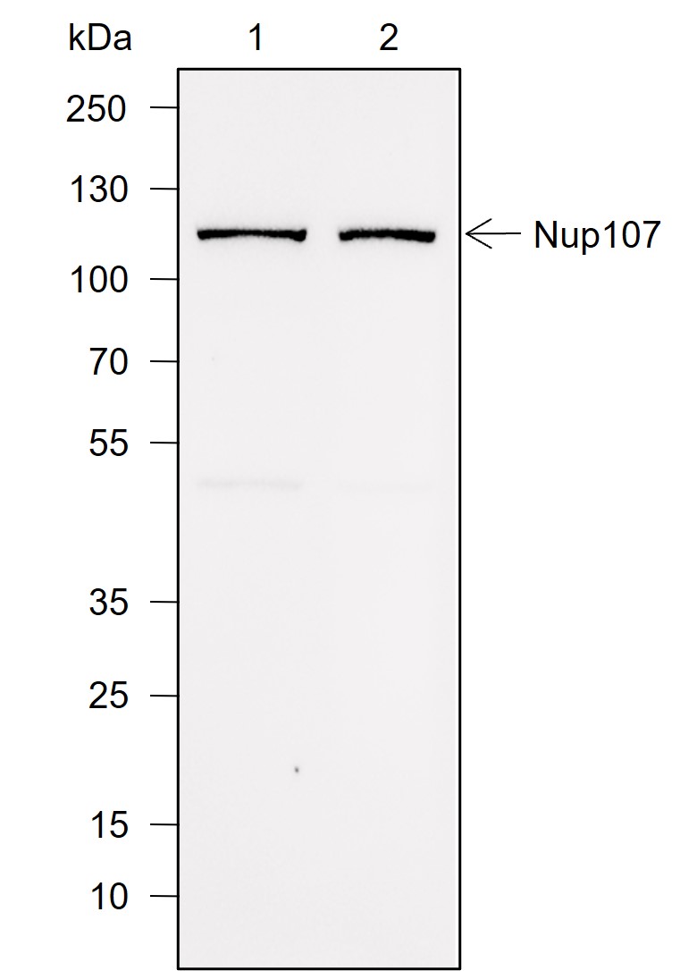Anti-NUP107 Rabbit mAb