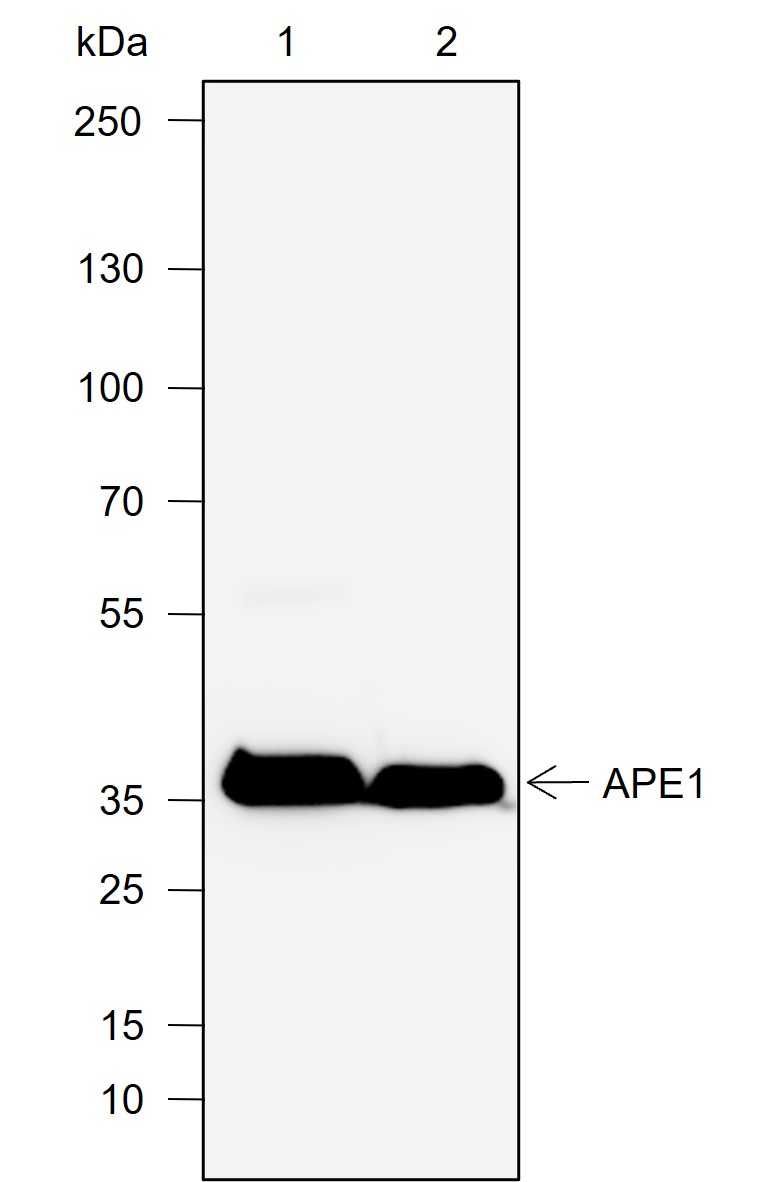 Anti-APE1 Rabbit mAb