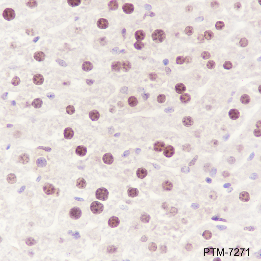 Anti-APE1 Rabbit mAb