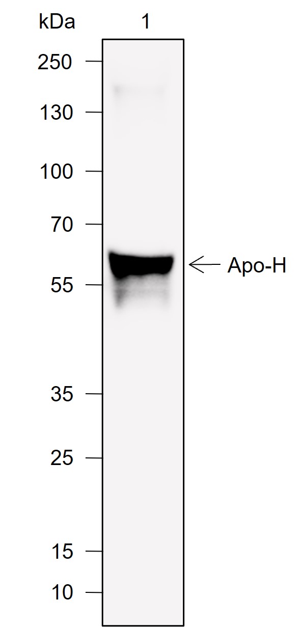 Anti-ApoH Mouse mAb