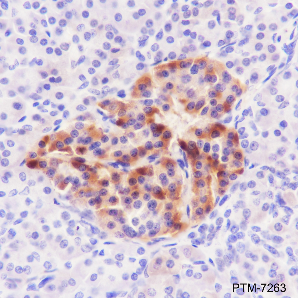 Anti-ApoH Mouse mAb