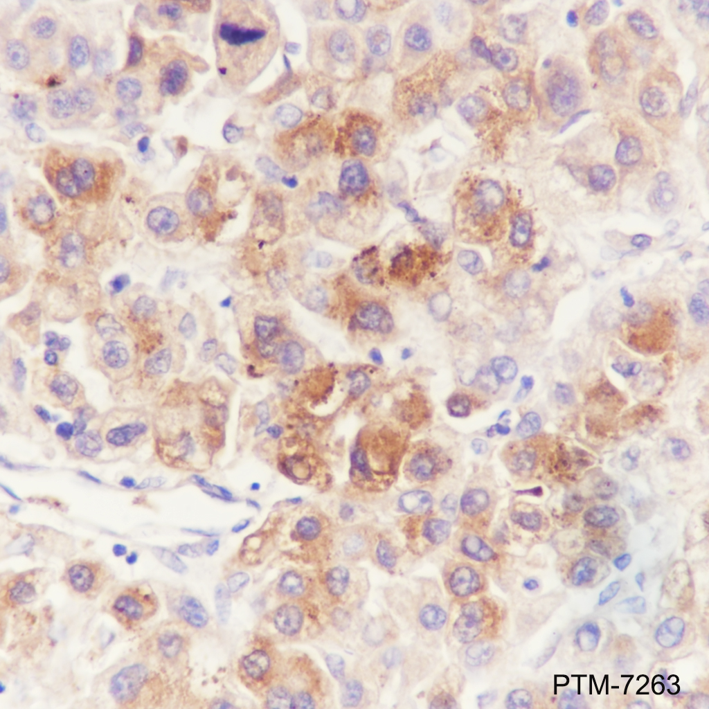 Anti-ApoH Mouse mAb