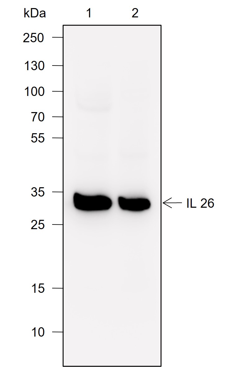 Anti-IL-26 Rabbit mAb