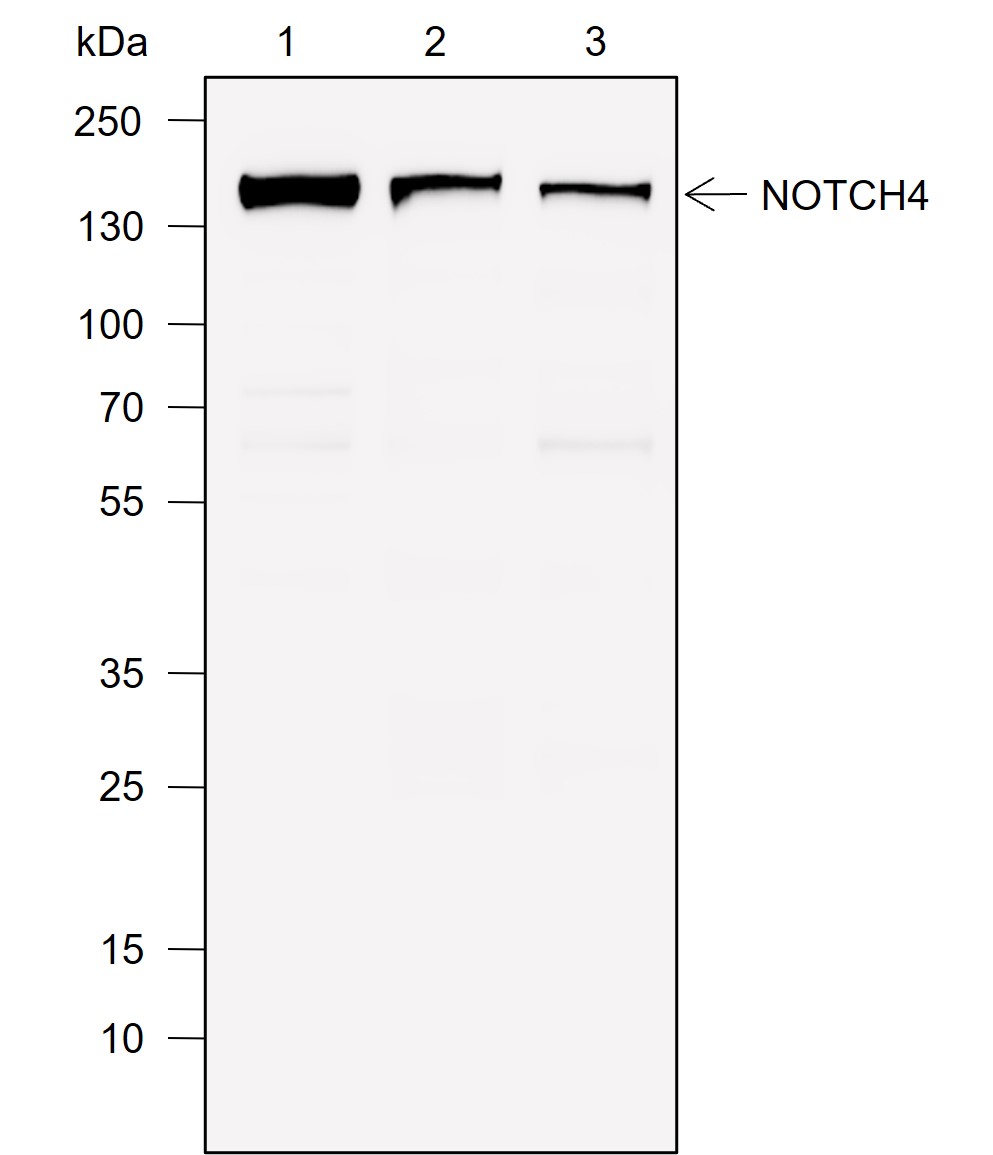 Anti-Notch4 Rabbit mAb