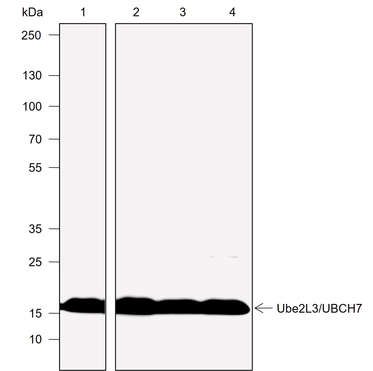 Anti-UBE2L3 Rabbit mAb