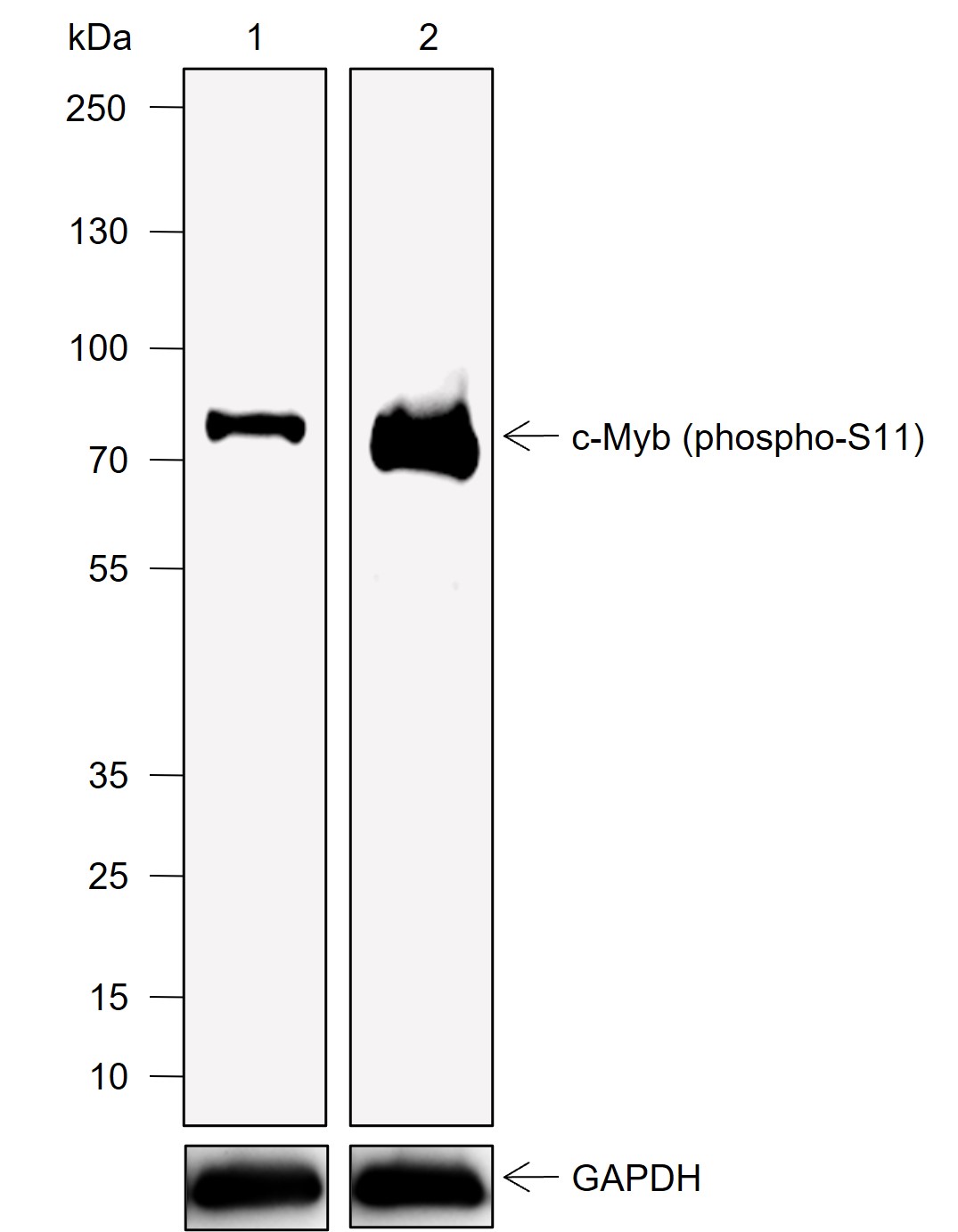 Anti-Phospho-c-Myb (Ser11) Rabbit mAb