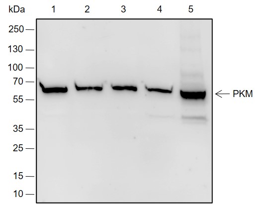 Anti-PKM Rabbit mAb