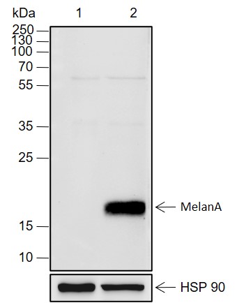 Anti-Melan-A Rabbit pAb