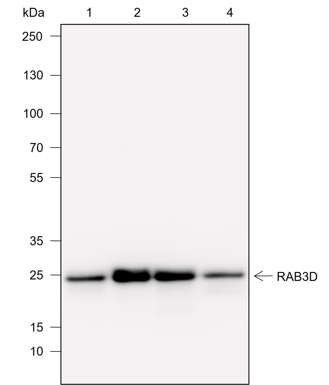 Anti-Rab3D Mouse mAb