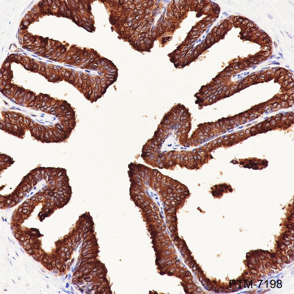 Anti-Rab3D Mouse mAb