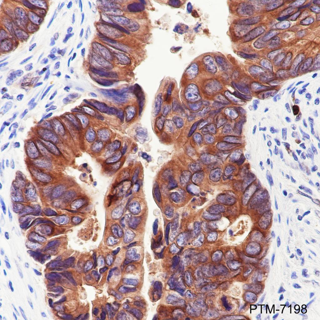 Anti-Rab3D Mouse mAb