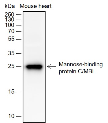 Anti-MBL2 Rabbit mAb