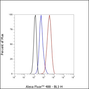 Anti-Rab7 Rabbit mAb