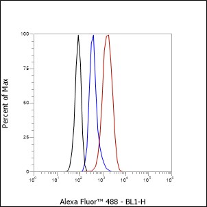 Anti-Rab7 Rabbit mAb