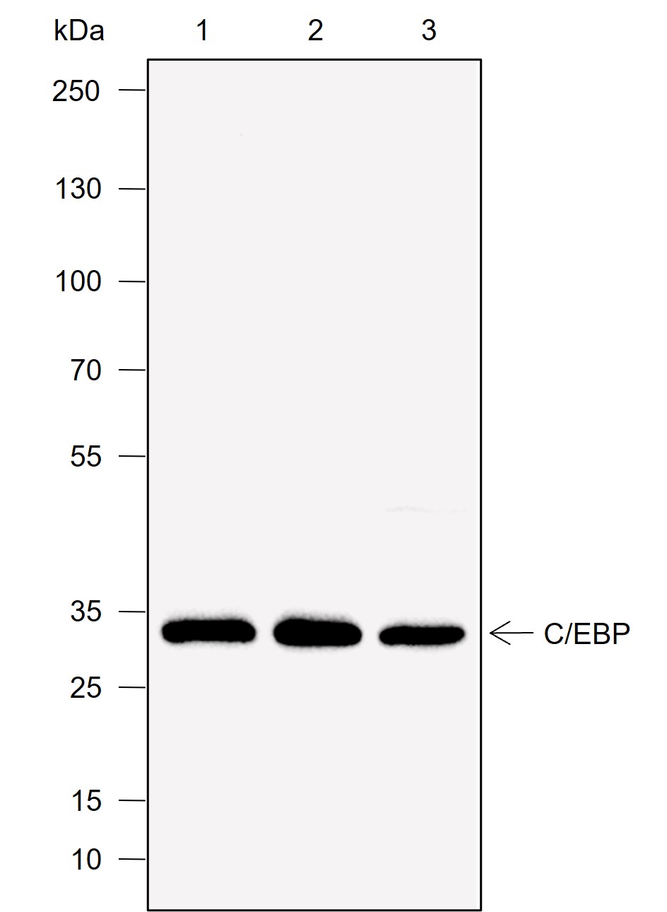 Anti-C/EBP delta Mouse mAb