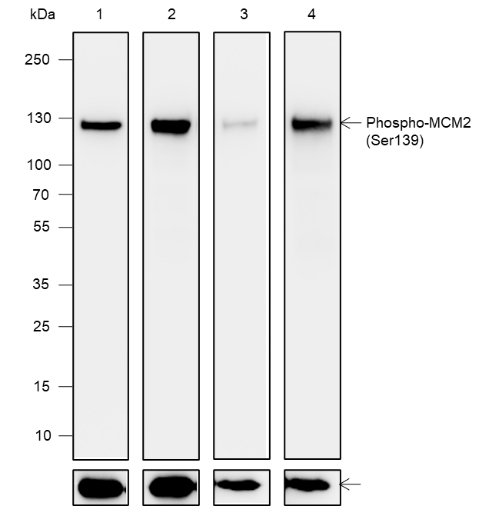 Anti-Phospho-MCM2 (Ser139) Rabbit mAb