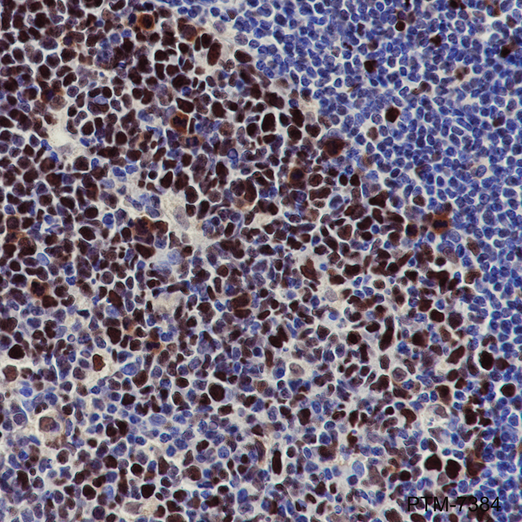 Anti-Phospho-MCM2 (Ser139) Rabbit mAb
