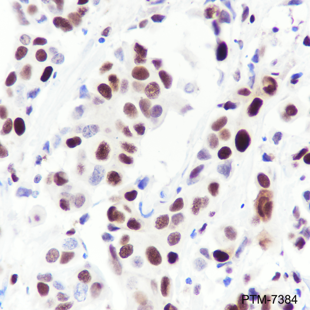 Anti-Phospho-MCM2 (Ser139) Rabbit mAb