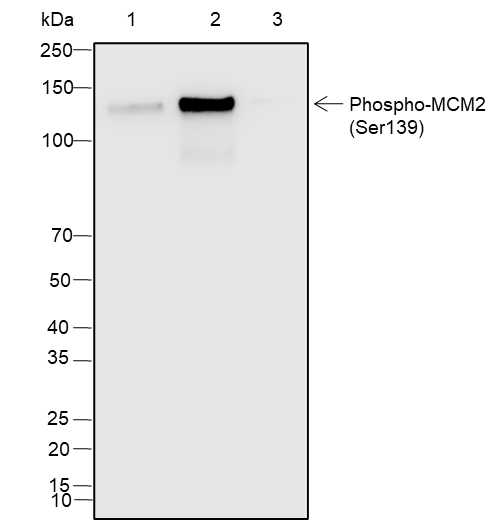 Anti-Phospho-MCM2 (Ser139) Rabbit mAb