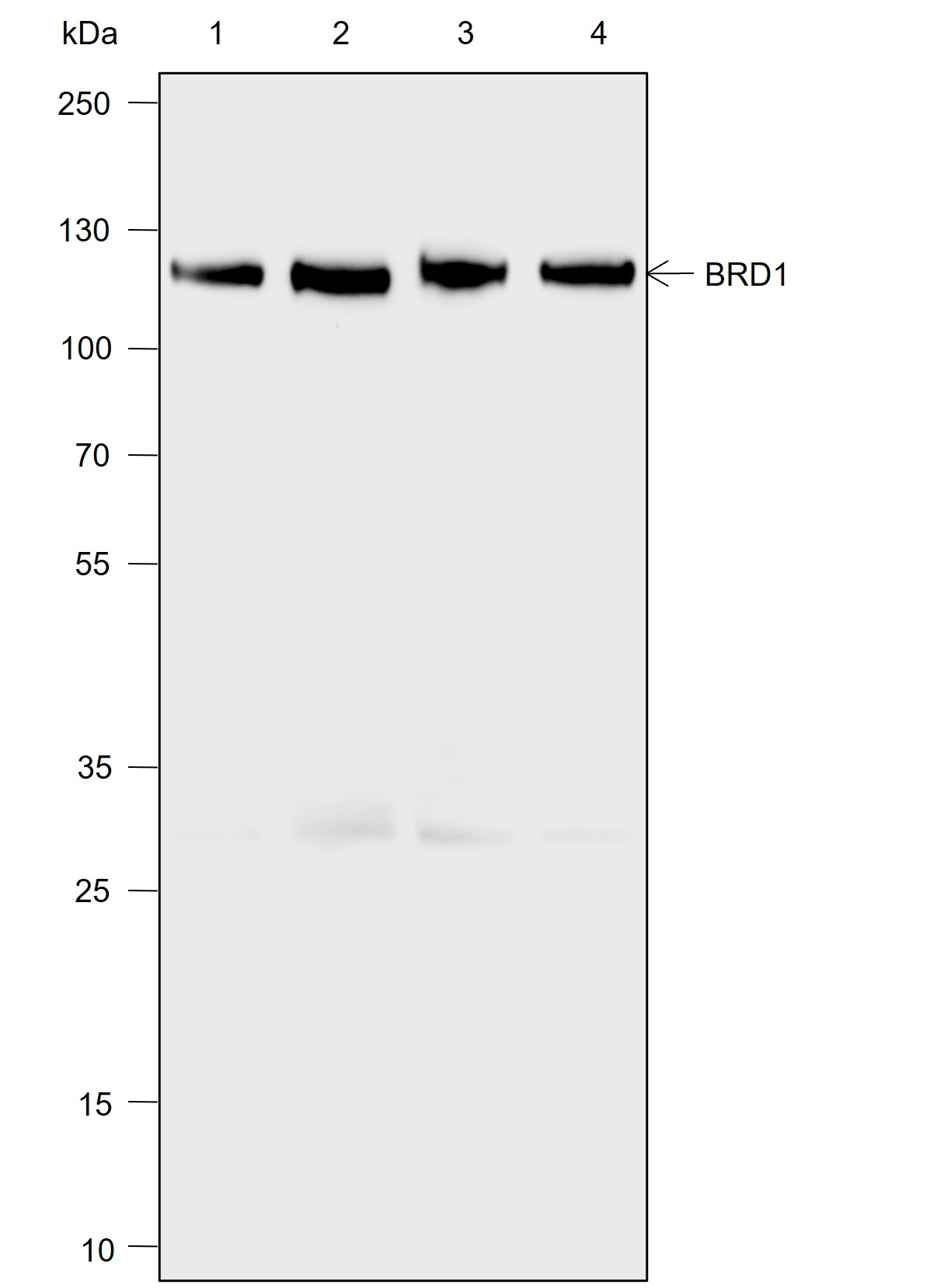 Anti-BRD1 Mouse mAb