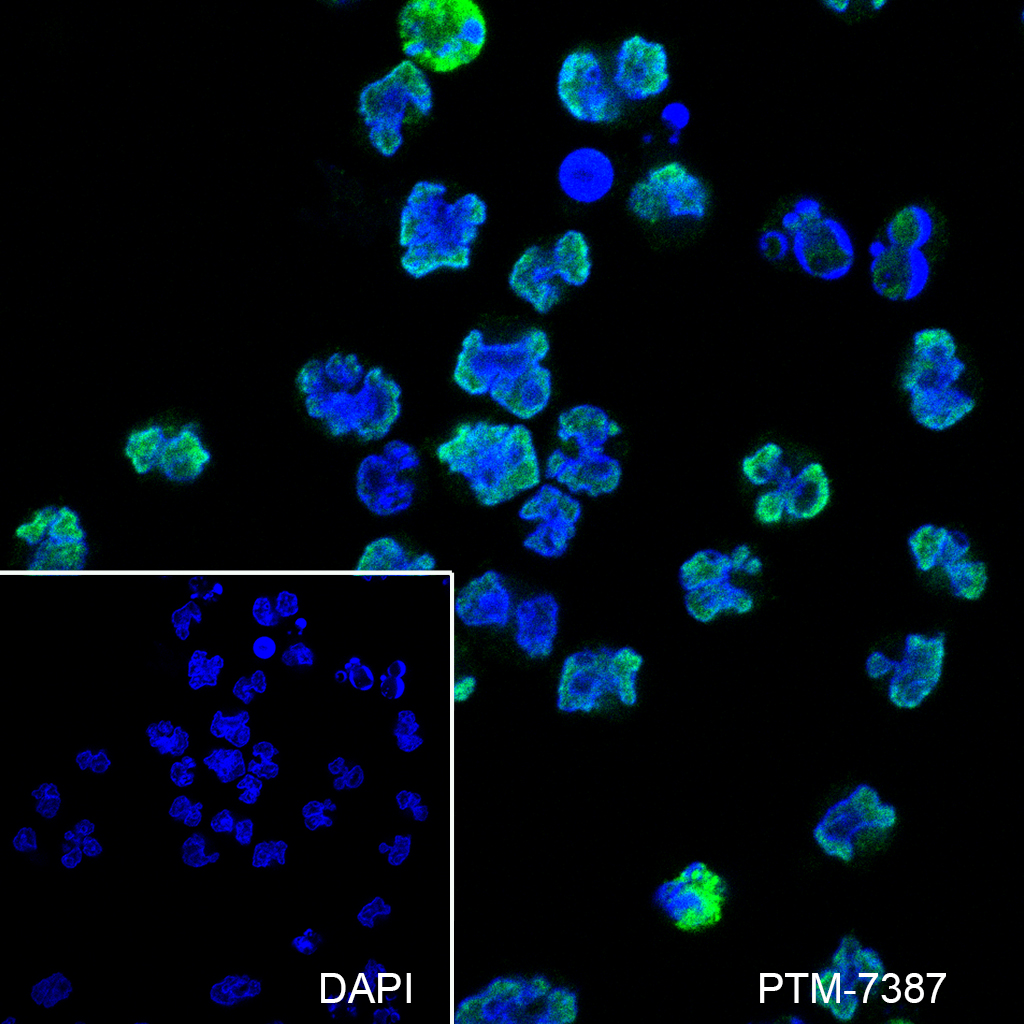 Anti-BRD1 Mouse mAb