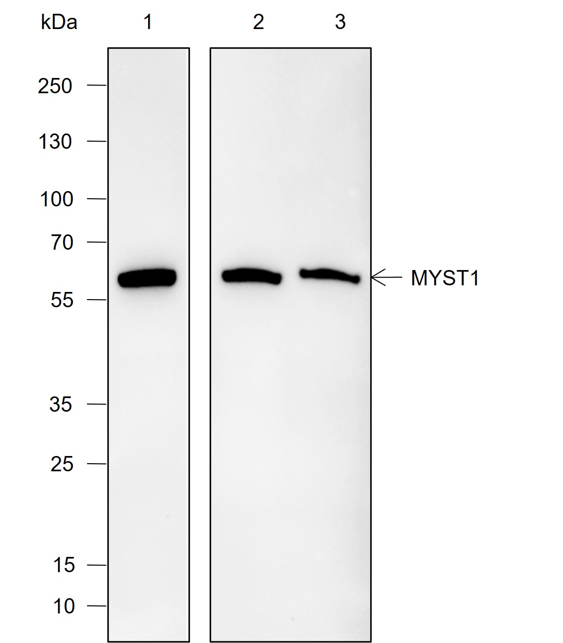 Anti-MYST1 Mouse mAb