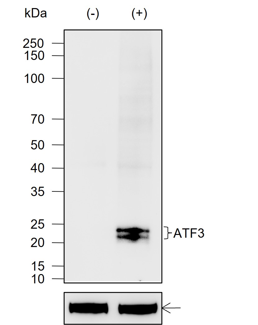 Anti-ATF3 Rabbit mAb