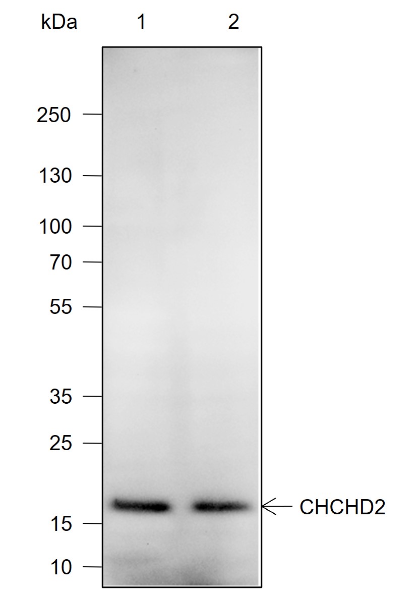 Anti-CHCHD2 Mouse mAb