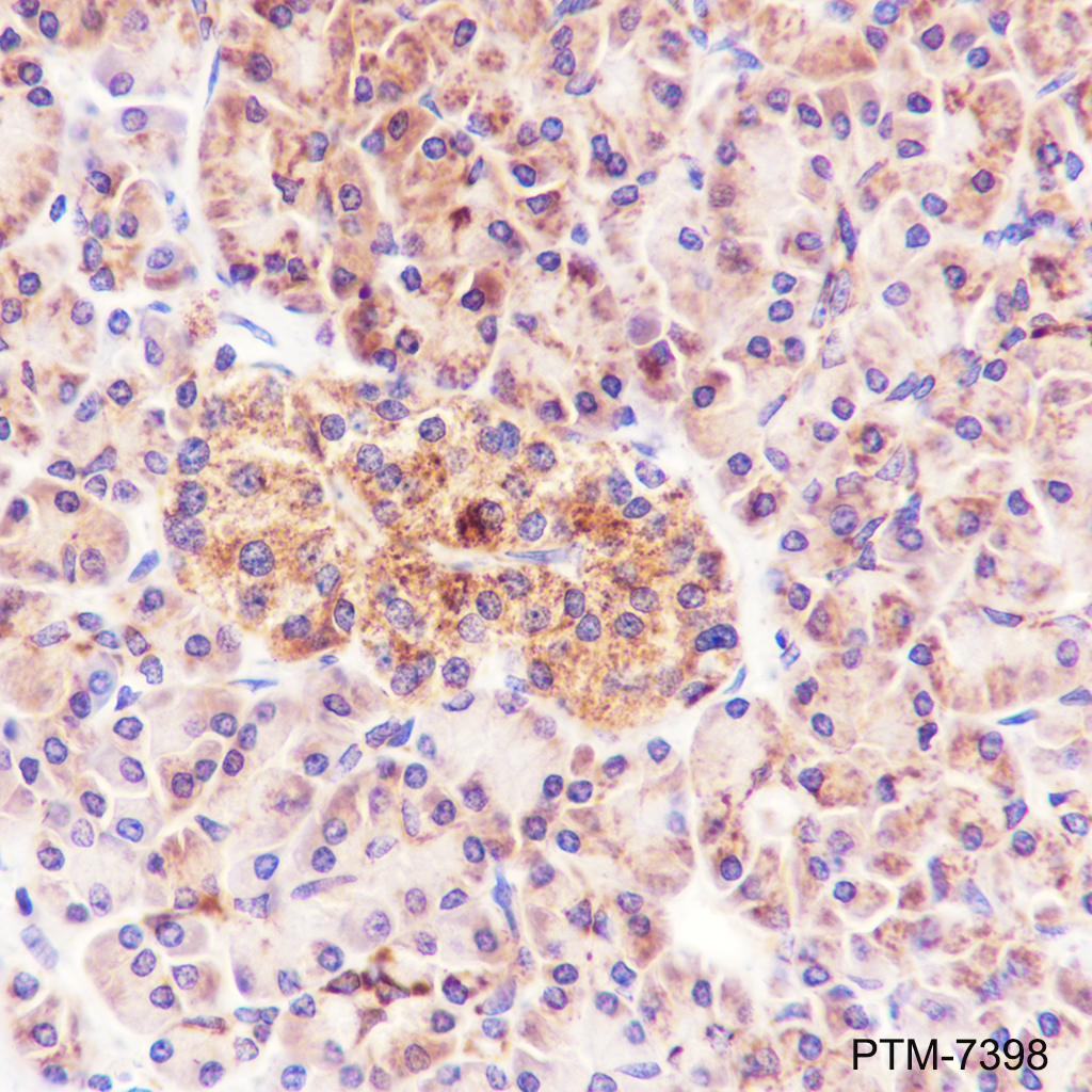 Anti-CHCHD2 Mouse mAb
