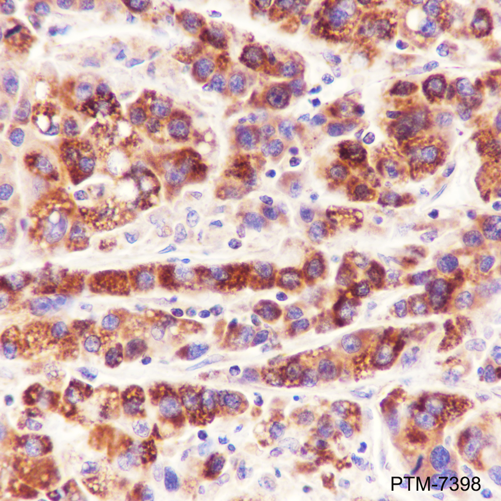 Anti-CHCHD2 Mouse mAb