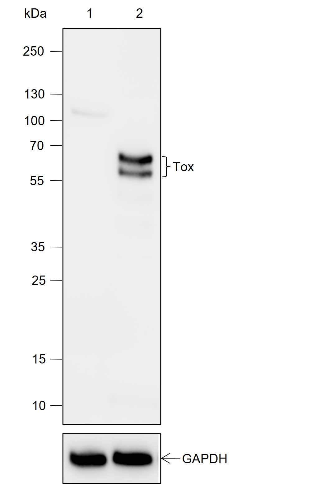 Anti-Tox Rabbit mAb