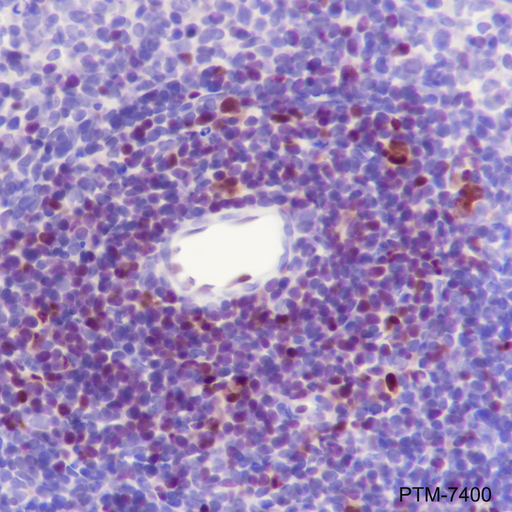 Anti-Tox Rabbit mAb