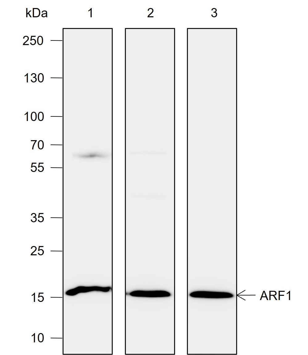 Anti-ARF1 Rabbit mAb