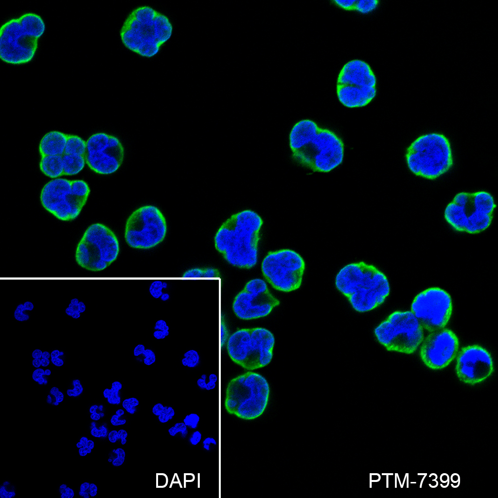 Anti-ARF1 Rabbit mAb