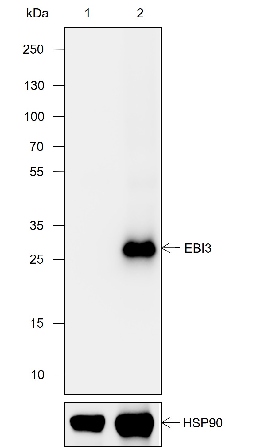 Anti-EBI3 Rabbit mAb
