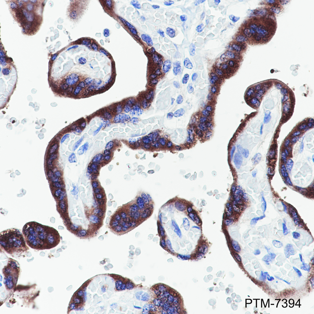 Anti-EBI3 Rabbit mAb