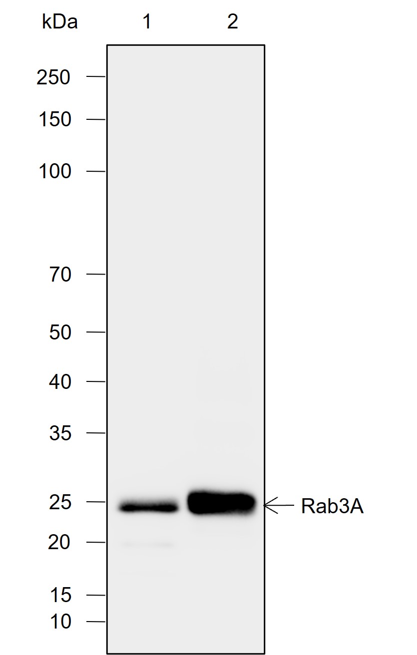 Anti-Rab3A Rabbit mAb