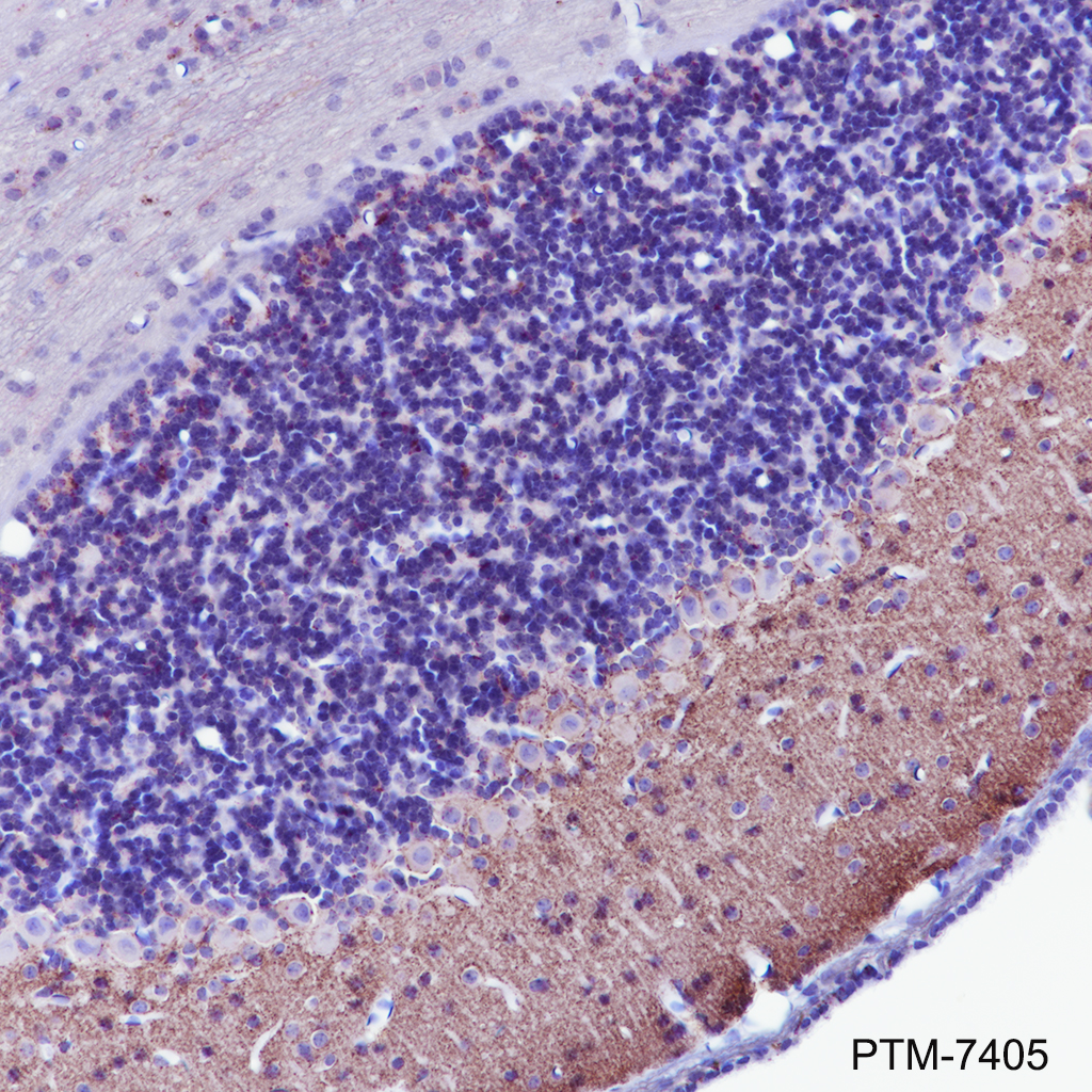 Anti-Rab3A Rabbit mAb