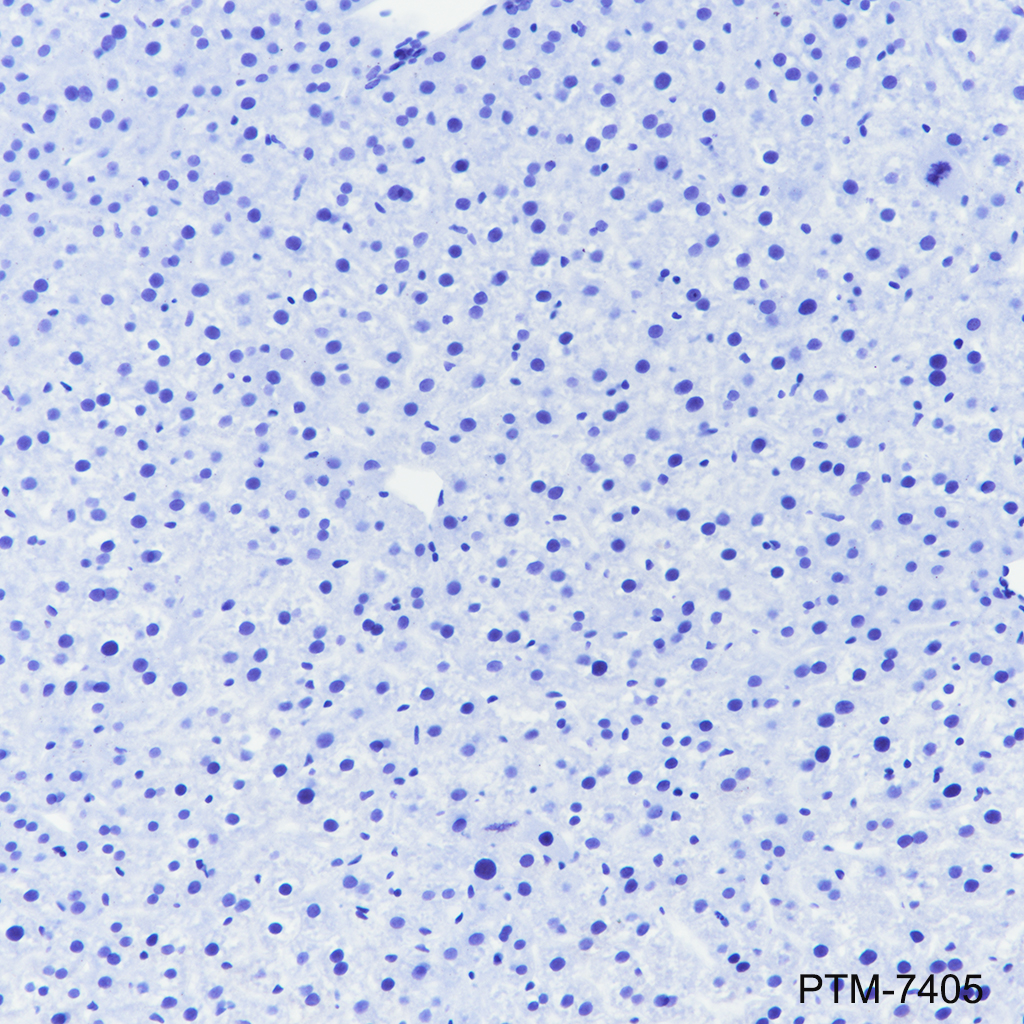 Anti-Rab3A Rabbit mAb