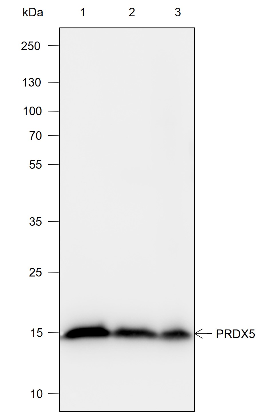 Anti-PRDX5 Mouse mAb