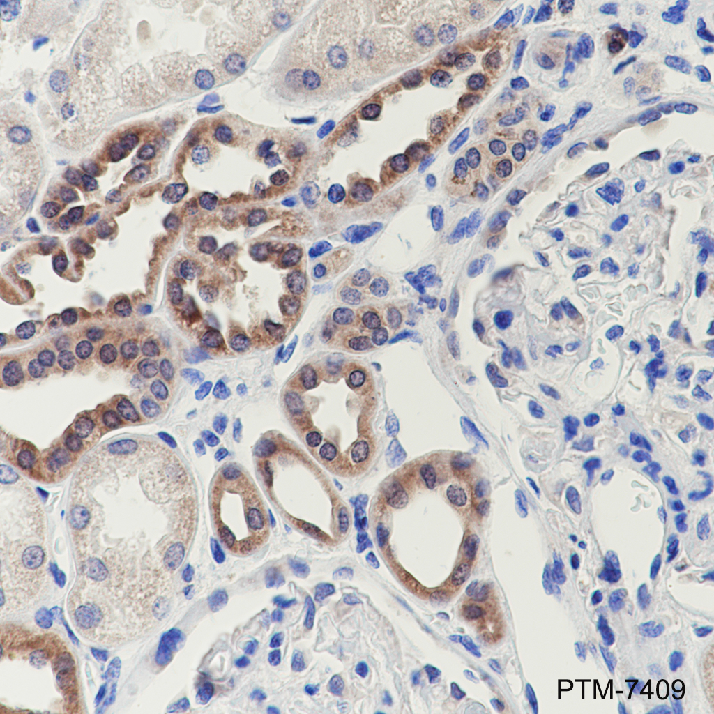 Anti-PRDX5 Mouse mAb