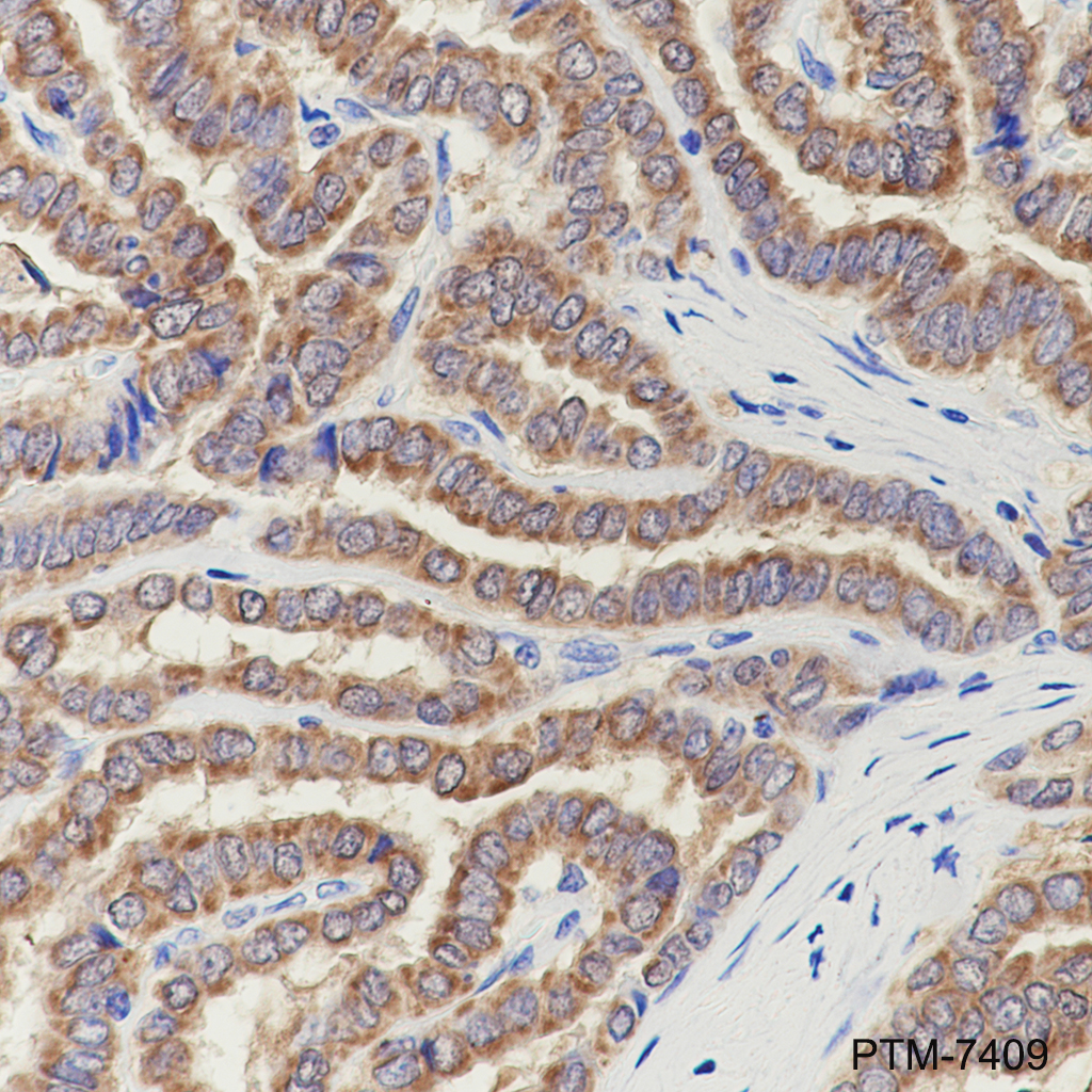 Anti-PRDX5 Mouse mAb