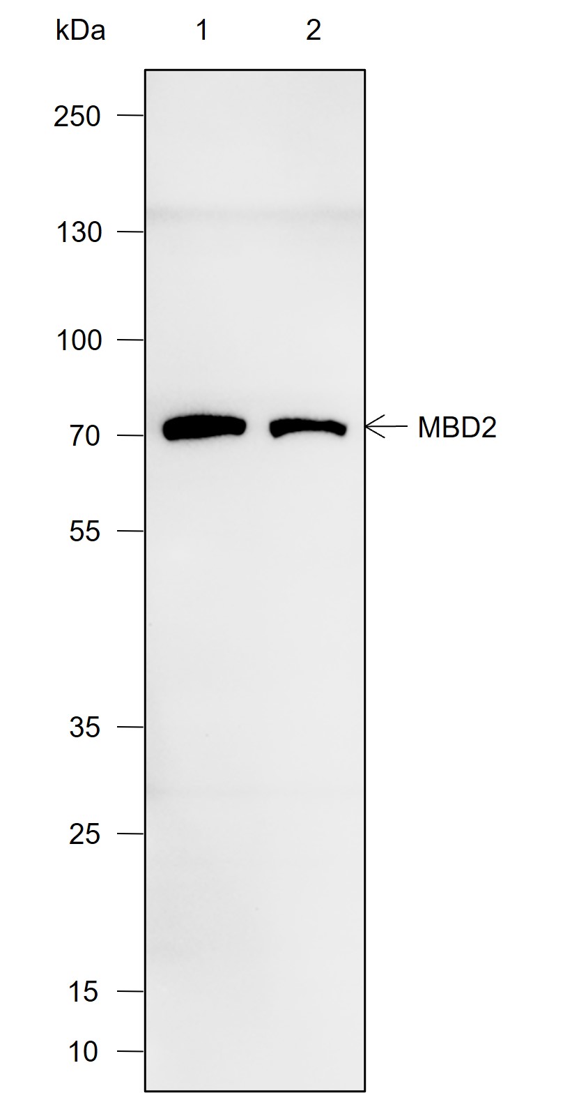 Anti-MBD2 Mouse mAb