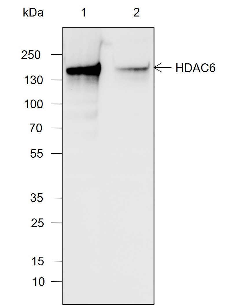 Anti-HDAC6 Mouse mAb