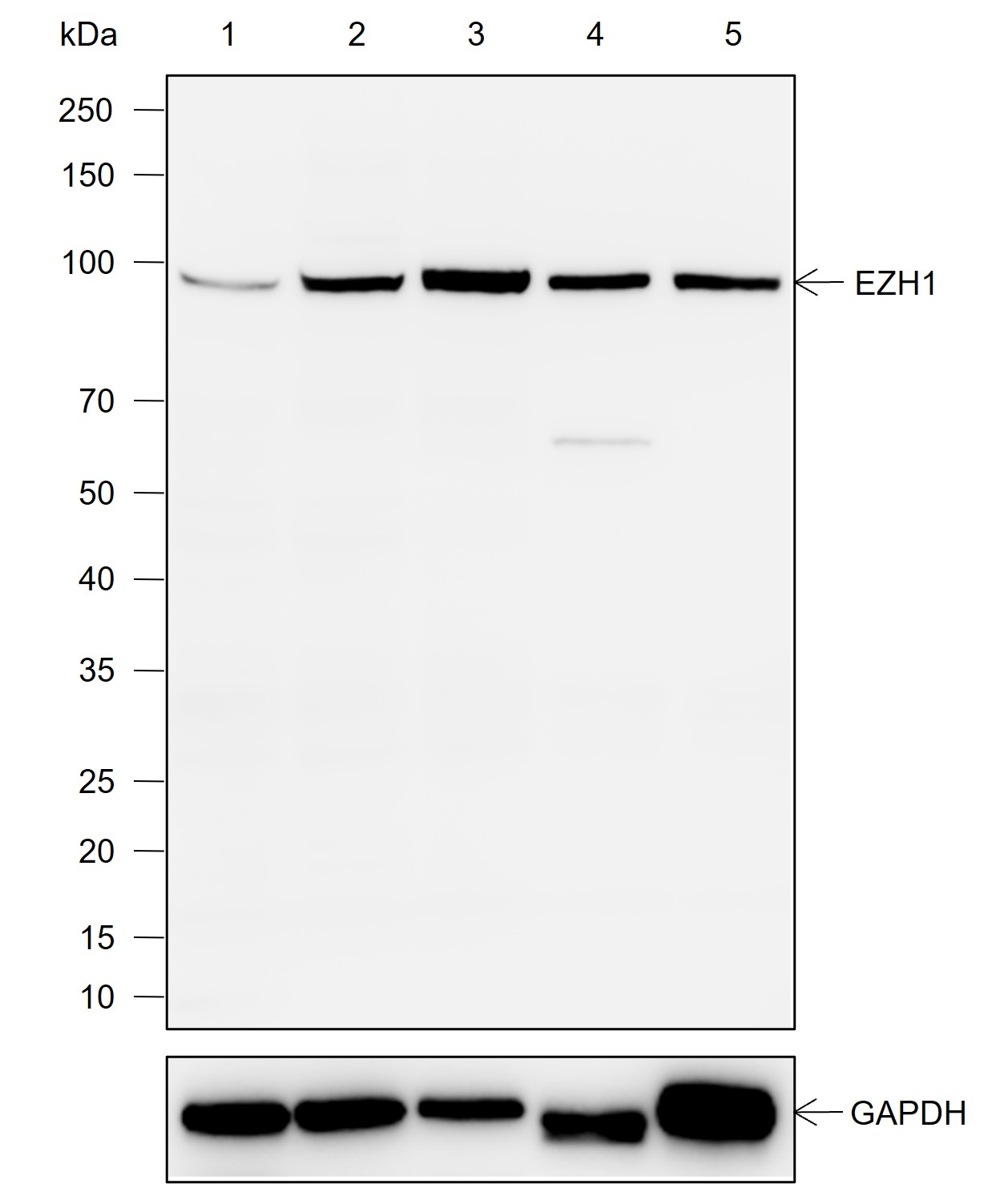 Anti-EZH1 Rabbit mAb