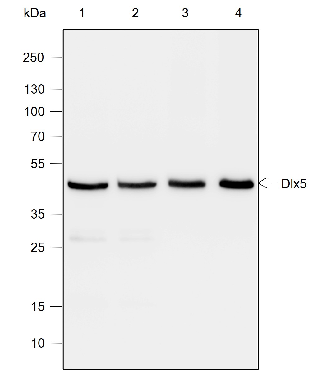 Anti-DLX5 Mouse mAb